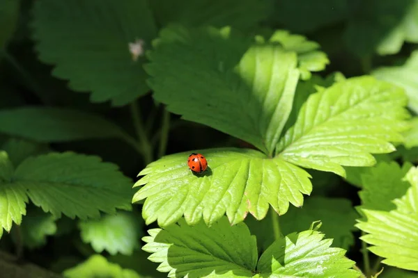 One red ladybug on a strawberry leaf
