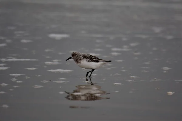 Calidris alba - Sanderling - перелетная птица, стоящая в плоской воде — стоковое фото