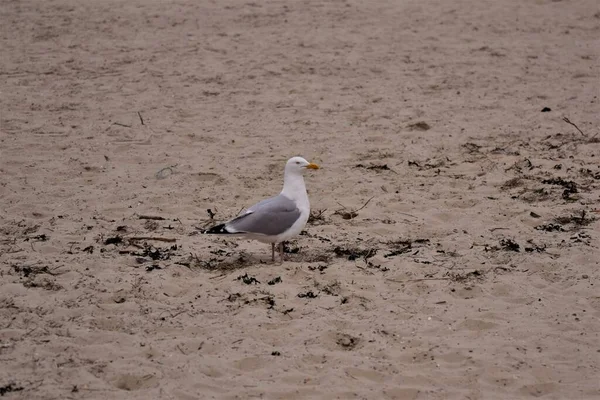 Uma gaivota está sentada na praia — Fotografia de Stock