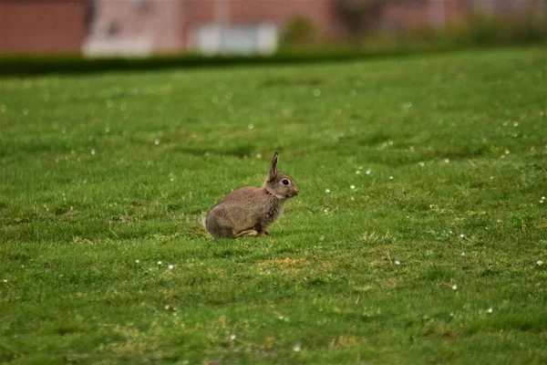 Brown rabbit running on a green lawn — Stock Photo, Image