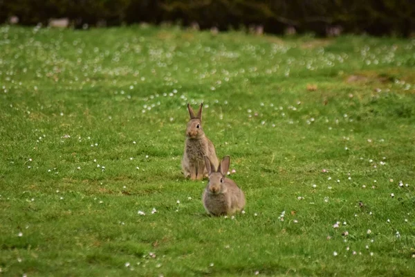 Two brown rabbits are sitting on a green lawn — Stock Photo, Image