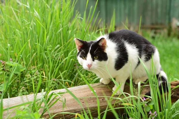 A black and white cat sitting on a wooden board between green grasses — ストック写真