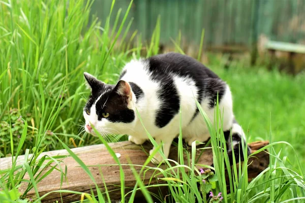 A black and white cat sitting on a wooden board between green grasses — ストック写真