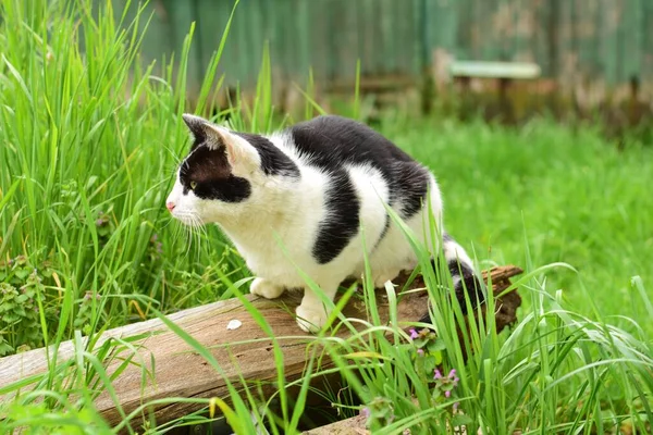 A black and white cat sitting on a wooden board between green grasses — ストック写真