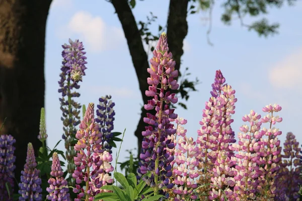 Close-up van kleurrijke roze en paarse lupinen — Stockfoto