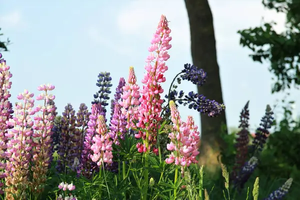 Close up of colorful pink and purple lupins — Fotografia de Stock