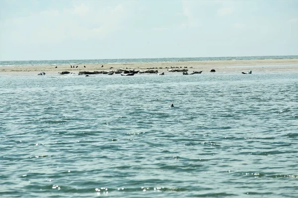 Phoques sur un banc de sable et dans l'eau par une journée ensoleillée — Photo