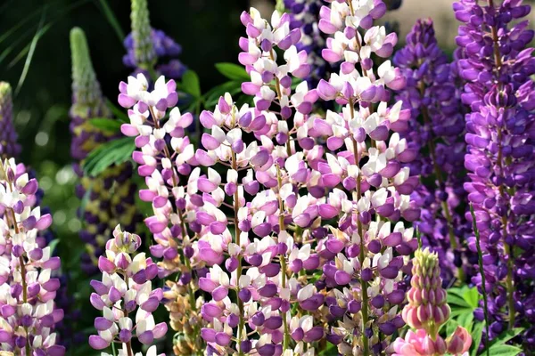 Close-up van kleurrijke roze en paarse lupinen — Stockfoto