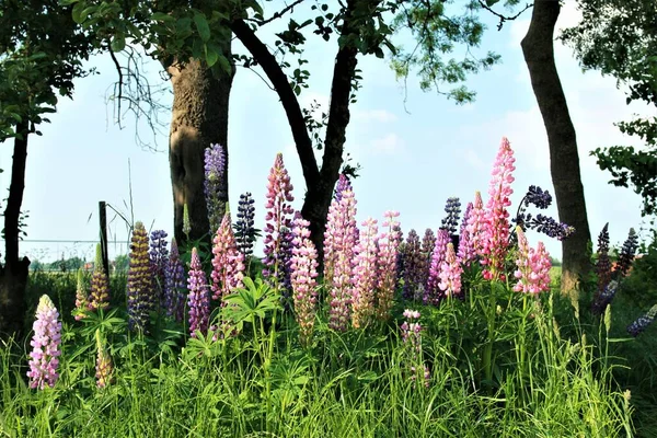 Close-up van kleurrijke roze en paarse lupinen — Stockfoto