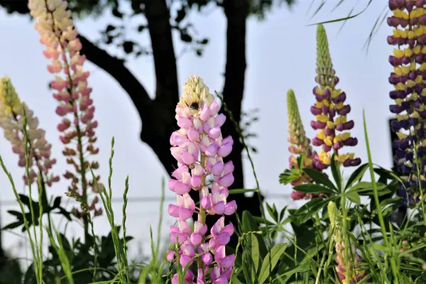 Close-up van kleurrijke roze en paarse lupinen — Stockfoto