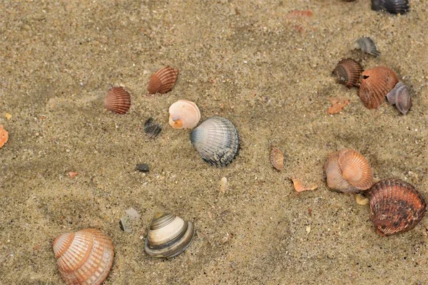 Different seashells in the sand at the beach — Stock Photo, Image