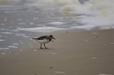 Calidris Alba - Sanderling - Sahildeki göçmen kuş