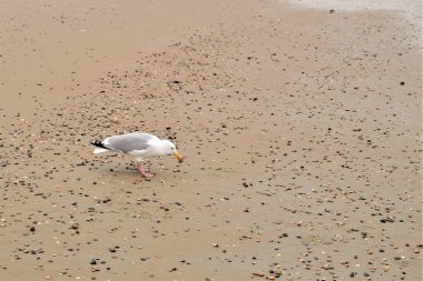 A seagull is walking at a beach picking some seashells
