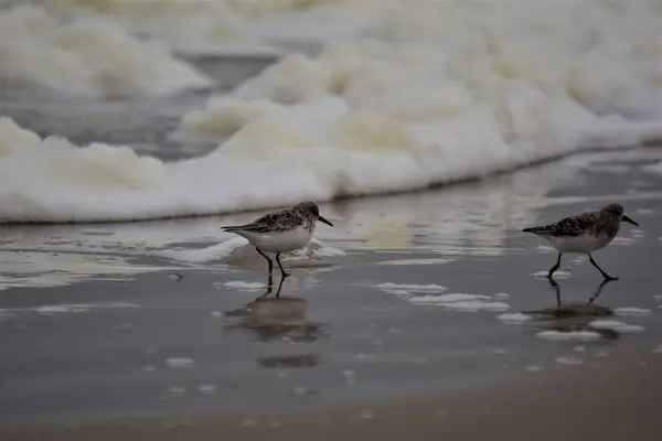 Calidris alba - Sanderling - μεταναστευτικά πουλιά στην παραλία — Φωτογραφία Αρχείου