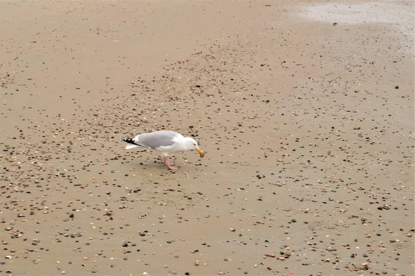 A seagull is walking at a beach picking some seashells