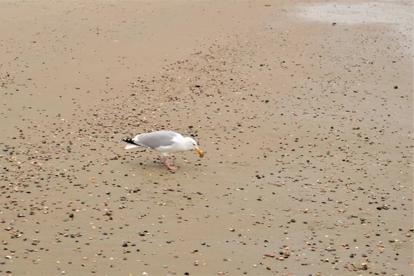 A seagull is walking at a beach picking some seashells — Stockfoto