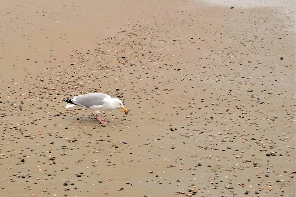 A seagull is walking at a beach picking some seashells — Zdjęcie stockowe