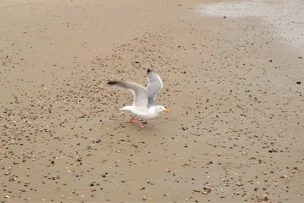 Uma gaivota começa a voar — Fotografia de Stock