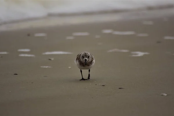 Calidris alba - Sanderling -在海滩边靠近水的候鸟 — 图库照片