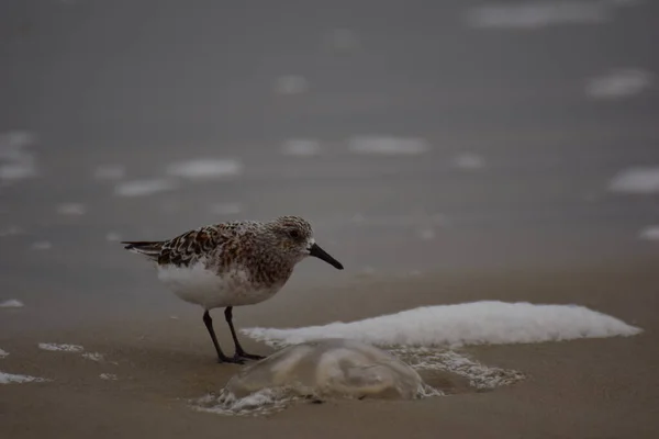 Calidris alba - плавание на пляже в поисках медузы — стоковое фото