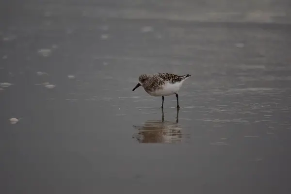 Calidris alba - Sanderling - μεταναστευτικό πουλί που στέκεται στην παραλία κοντά στο νερό — Φωτογραφία Αρχείου