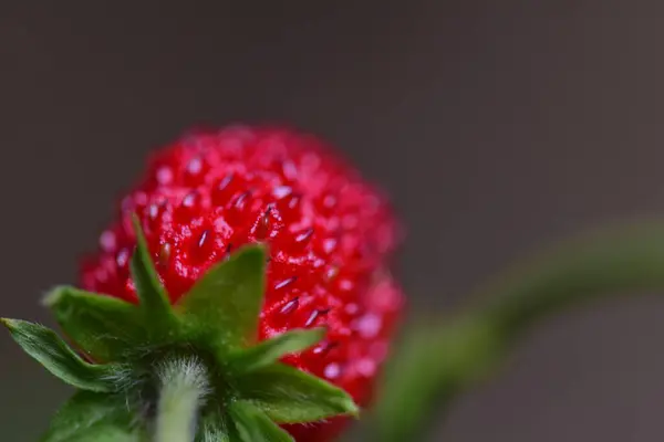Fresa roja madura en el tallo en el arbusto —  Fotos de Stock