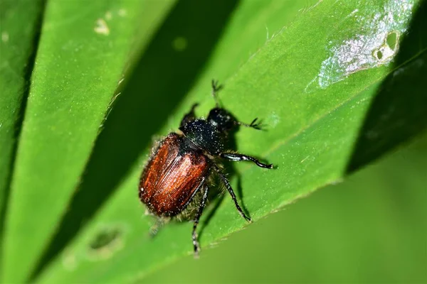 Bahçe yeşillik böceği - Phyllopertha horticola yeşil bir izinde — Stok fotoğraf