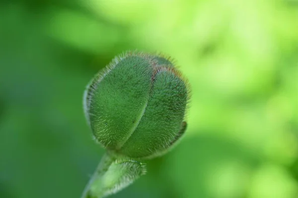 Papoula verde fechado botão contra um fundo desfocado verde — Fotografia de Stock