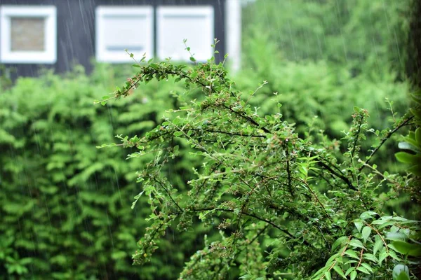 Green bush against a hedge and a house during bad weather with heavy rain — Stock Photo, Image