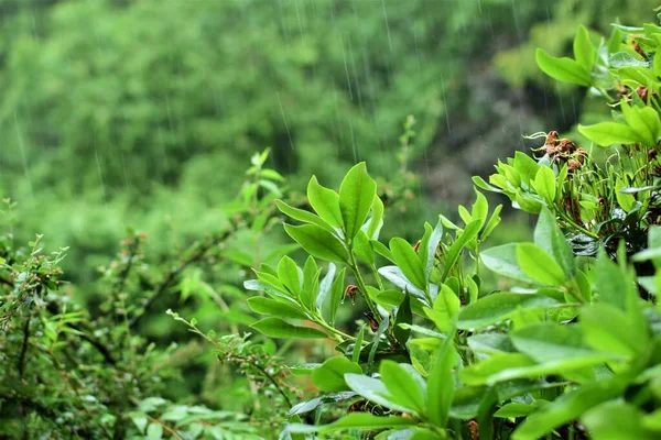 Zielony rododendron przeciwko żywopłot podczas złej pogody z silnym deszczem — Zdjęcie stockowe