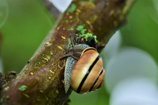 Close up of a housing snail at a tree branch — Stock Photo, Image