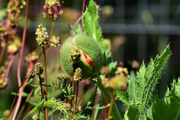 Papoula verde começa a abrir em um canteiro de flores — Fotografia de Stock