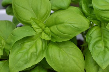 Fesleğeni bulanık arkaplana yaklaştır