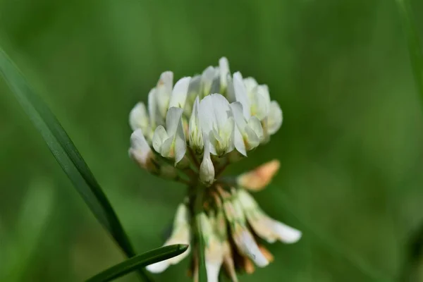 Fiore di trifoglio bianco contro le erbe sfocate verdi come sfondo — Foto Stock