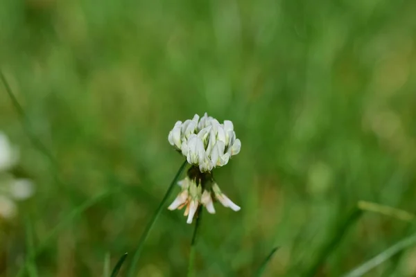 Fiore di trifoglio bianco contro le erbe sfocate verdi come sfondo — Foto Stock