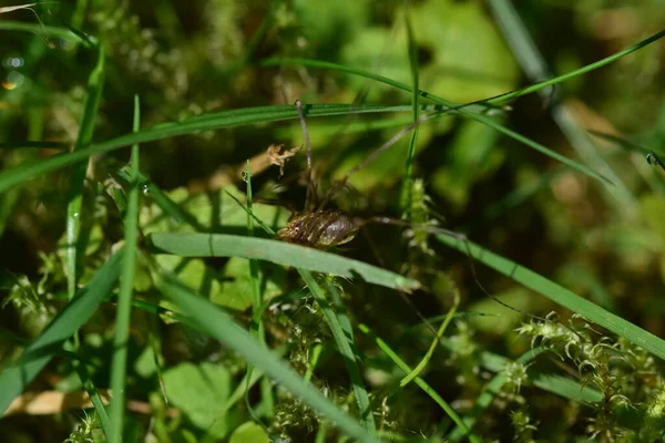 Araña marrón con patas largas en el césped —  Fotos de Stock