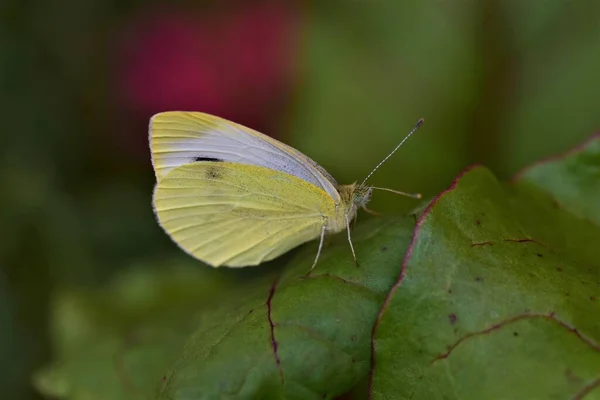 Pieris rapae - farfalla bianca cavolo su una foglia di barbabietola da vicino — Foto Stock