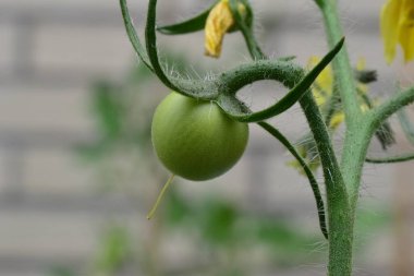 Yakından bakınca olgunlaşmamış yeşil domates.
