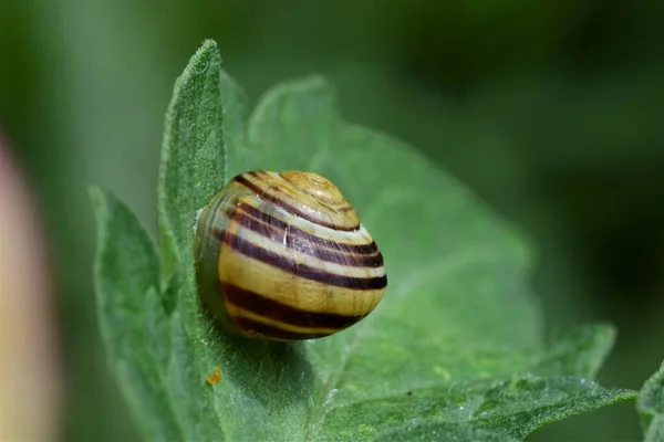 Lakócsiga - Cepaea hortensis paradicsomlevélen — Stock Fotó