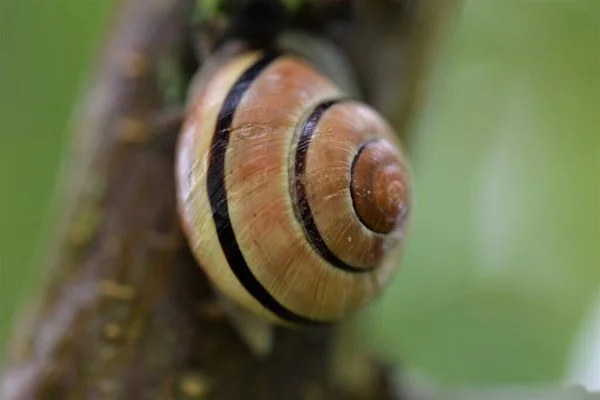 Close up of a housing snail at a tree branch — Stock Photo, Image