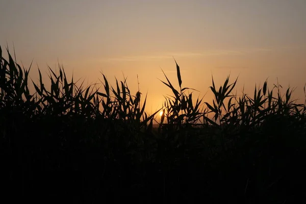 Pôr-do-sol colorido com juncos em primeiro plano — Fotografia de Stock