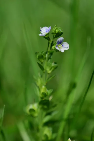 Pequena flor roxa e branca no gramado — Fotografia de Stock