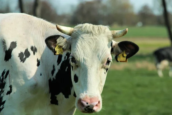 Προσωπογραφία του κεφαλιού μιας ασπρόμαυρης αγελάδας στο λιβάδι — Φωτογραφία Αρχείου
