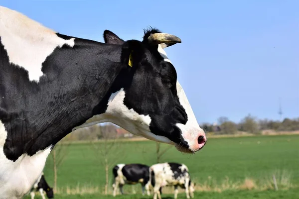 Retrato de la cabeza de una vaca blanca y negra en el prado — Foto de Stock