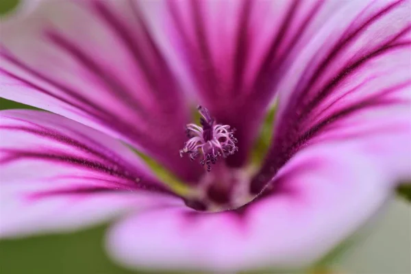 Close-up de uma flor de malva zebra — Fotografia de Stock