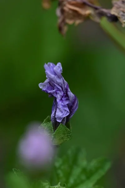 Primer plano de una flor de malva de cebra desplegable — Foto de Stock