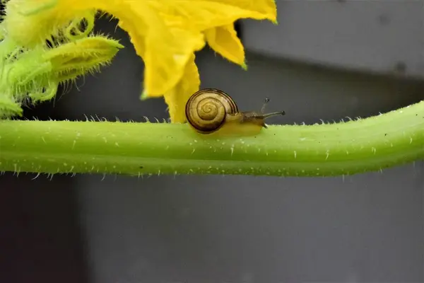 Kis csavar egy uborkás növényen. — Stock Fotó