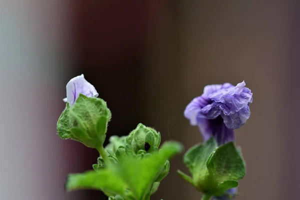 Primer plano de dos flores de malva de cebra desplegables — Foto de Stock