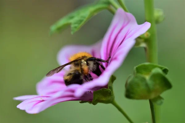 Abeja Bumble recoge polen en una malva de cebra — Foto de Stock