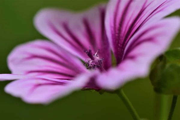 Close-up de uma flor de malva zebra — Fotografia de Stock